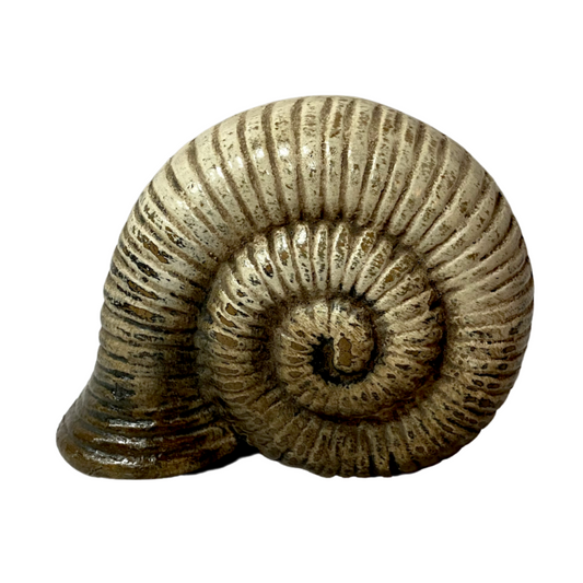 Decorative Snail Shell