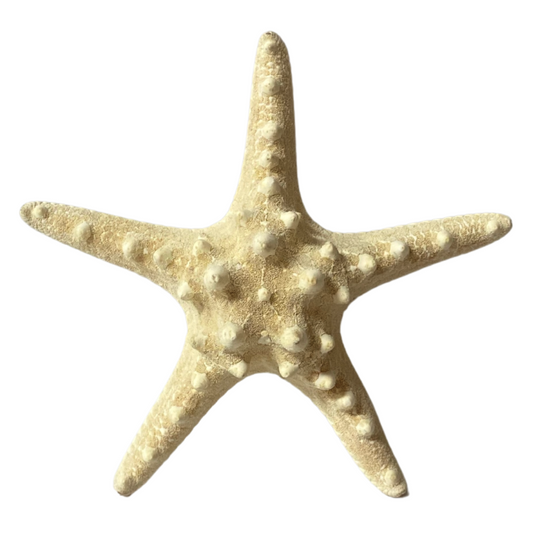 Resin Decorative Starfish