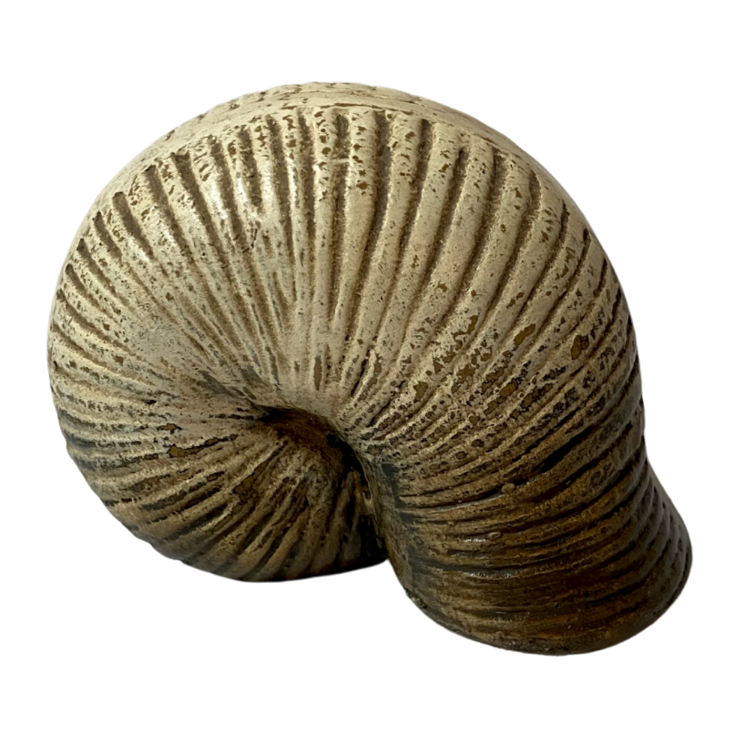Decorative Snail Shell