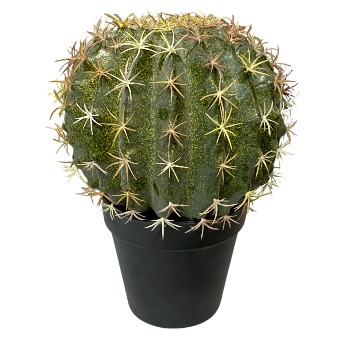 Small Golden Barrel Cactus